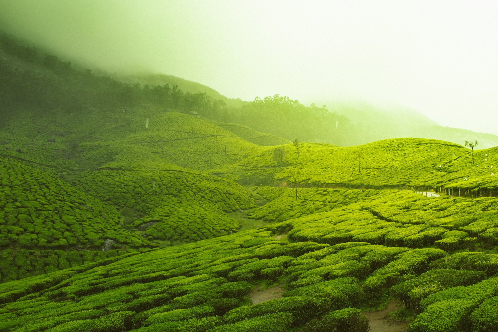 Misty green tea gardens in Munnar